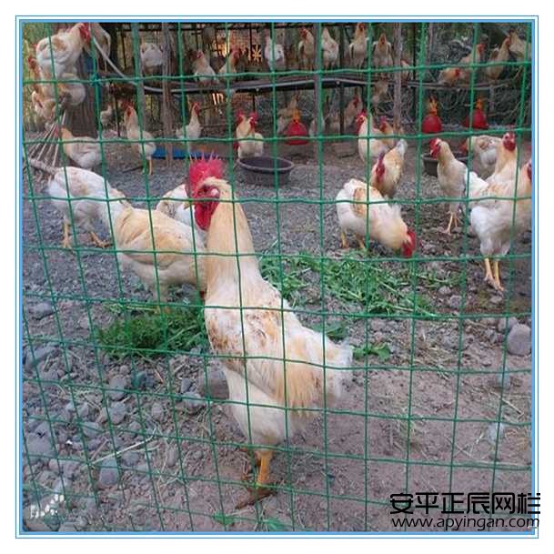 http://www.ywjinlu.cn雞舍圍欄網