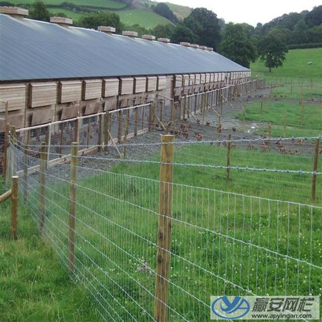 草原牛欄網