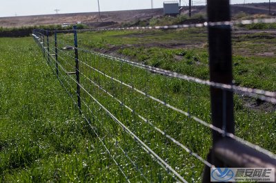 草原牛欄網