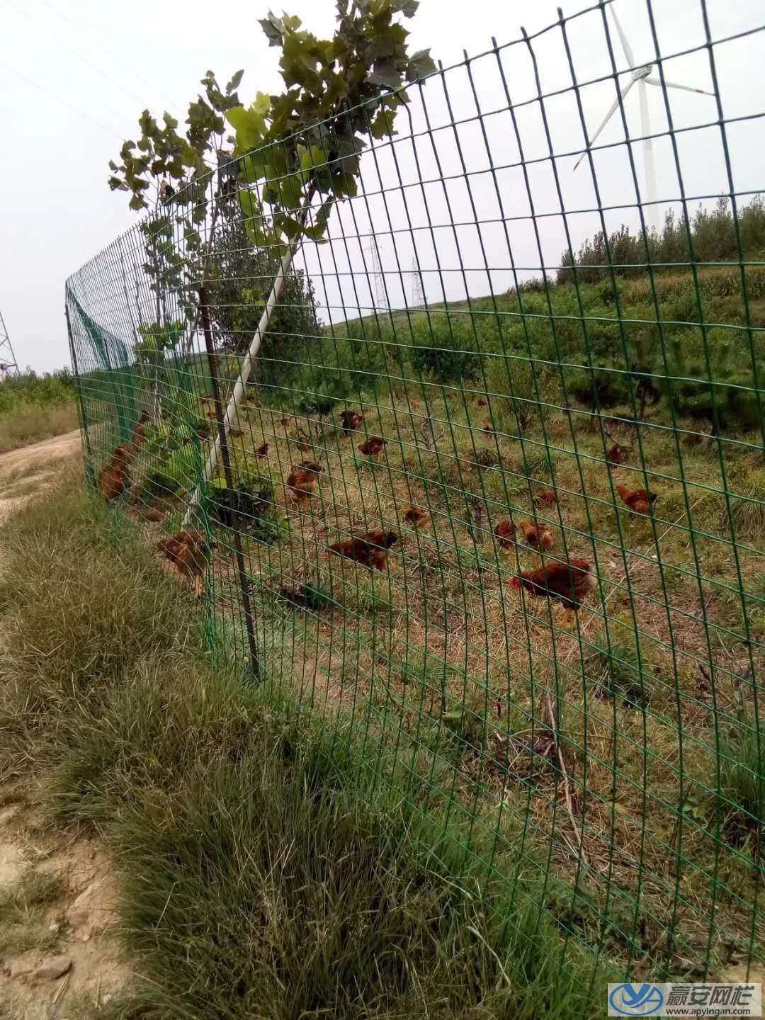 雞場護(hù)欄網(wǎng)