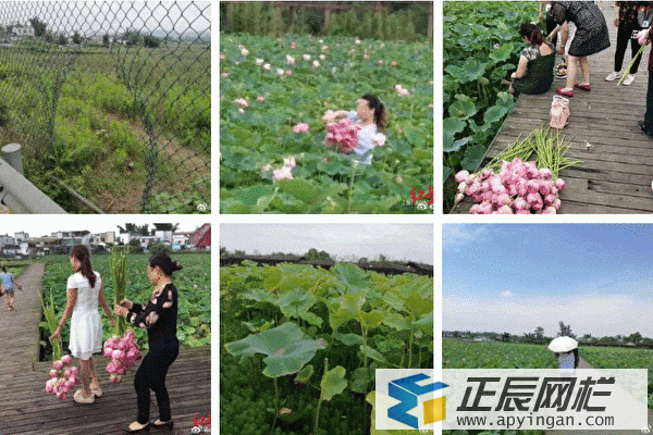 鐵絲網(wǎng)圍欄