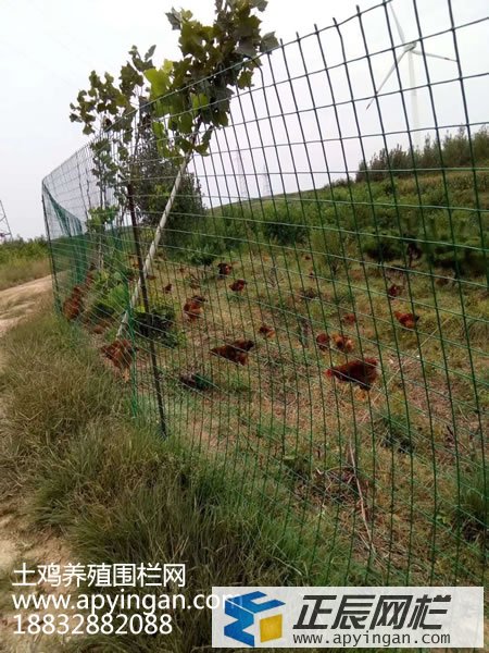 養(yǎng)雞鐵絲網(wǎng)圍欄