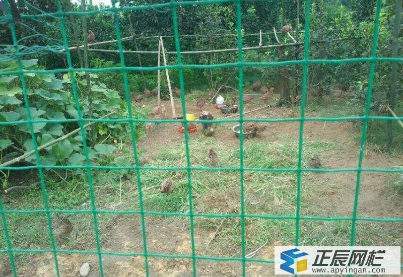 養(yǎng)雞鐵絲網(wǎng)