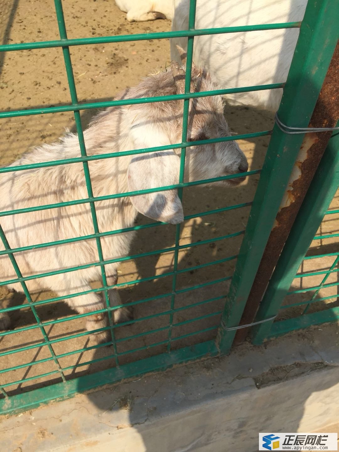羊舍圍欄網(wǎng)