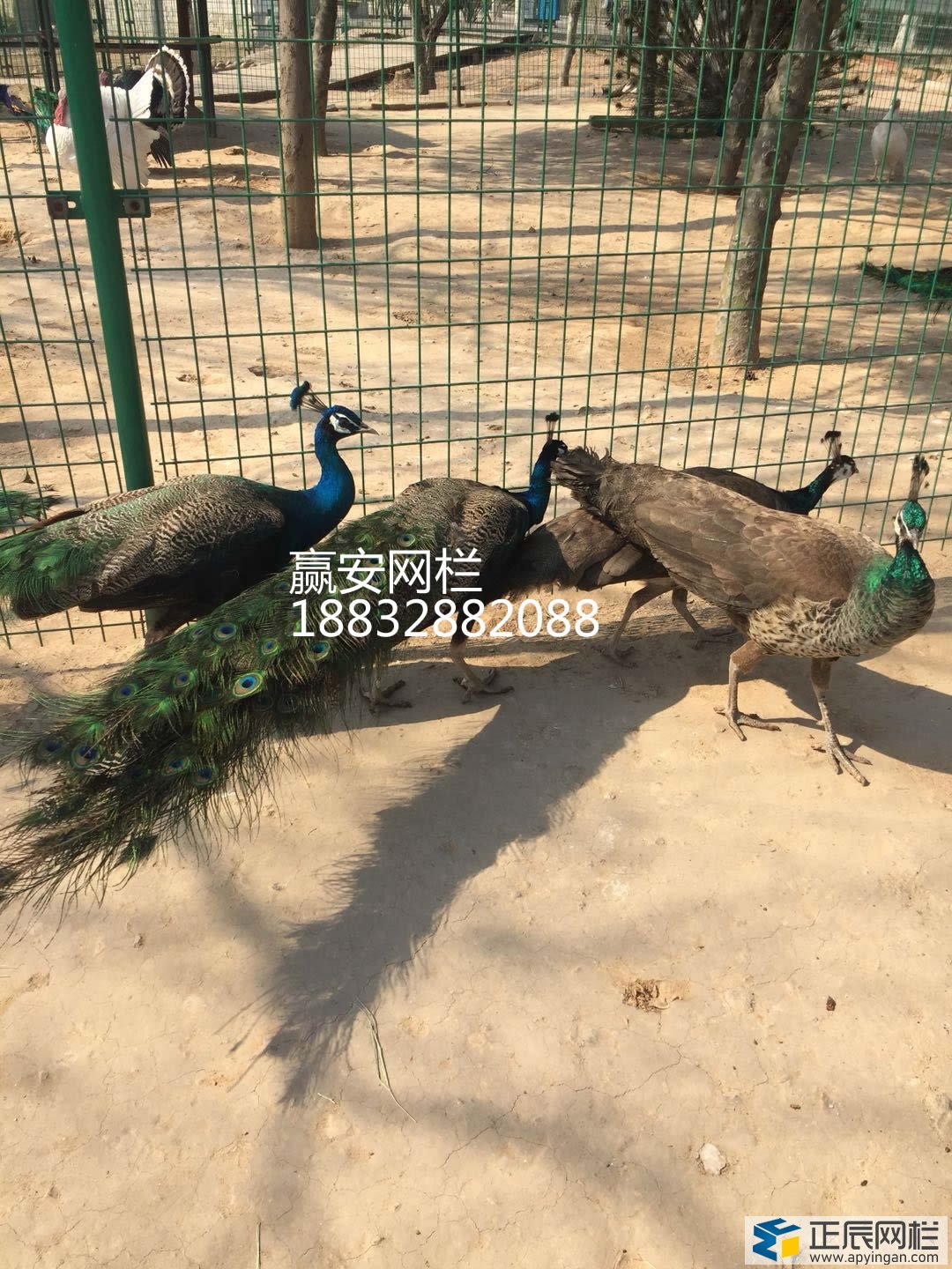 牛羊圍欄網(wǎng)