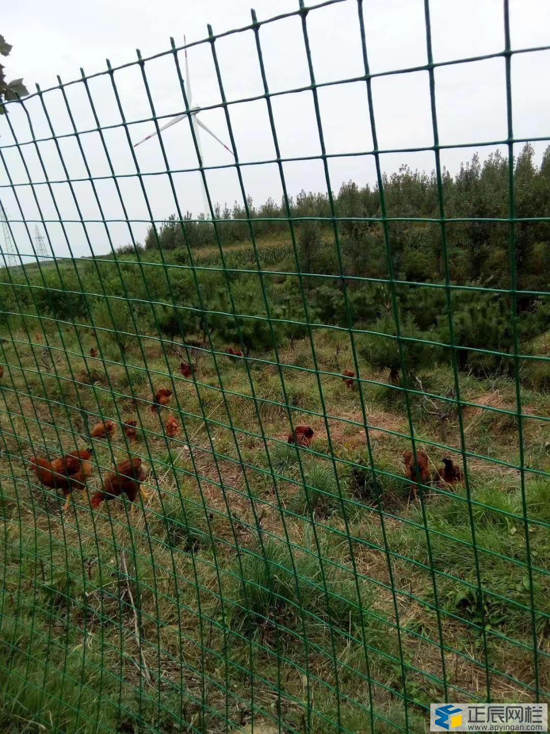 養(yǎng)雞圍欄網(wǎng)