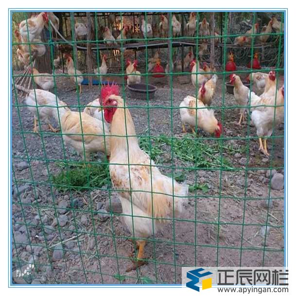 養雞圍欄鐵絲網