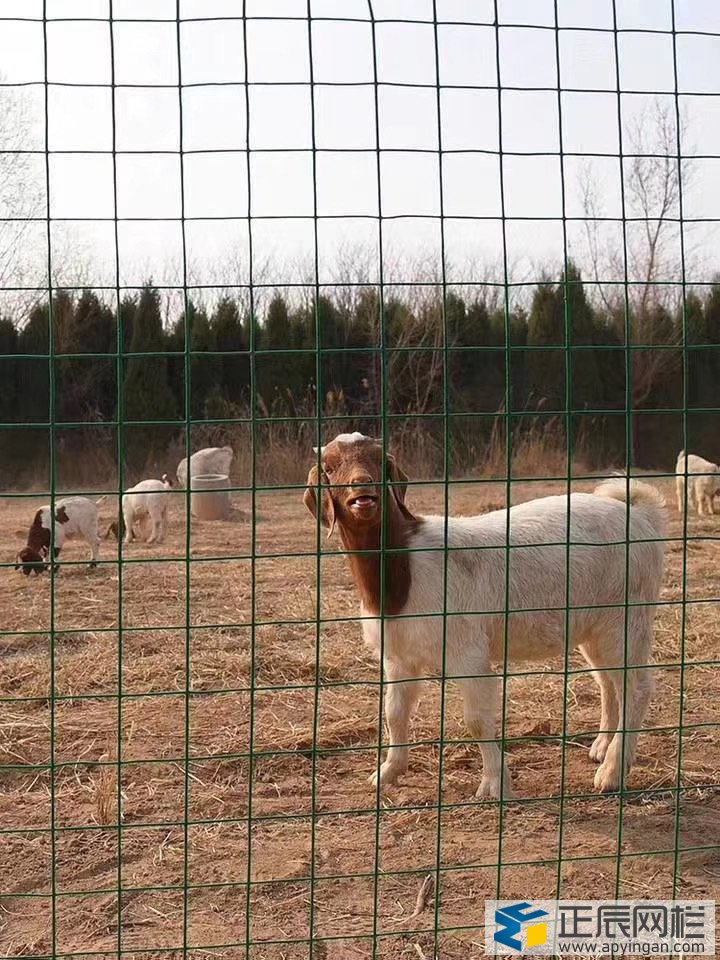 養(yǎng)殖鐵絲網(wǎng)