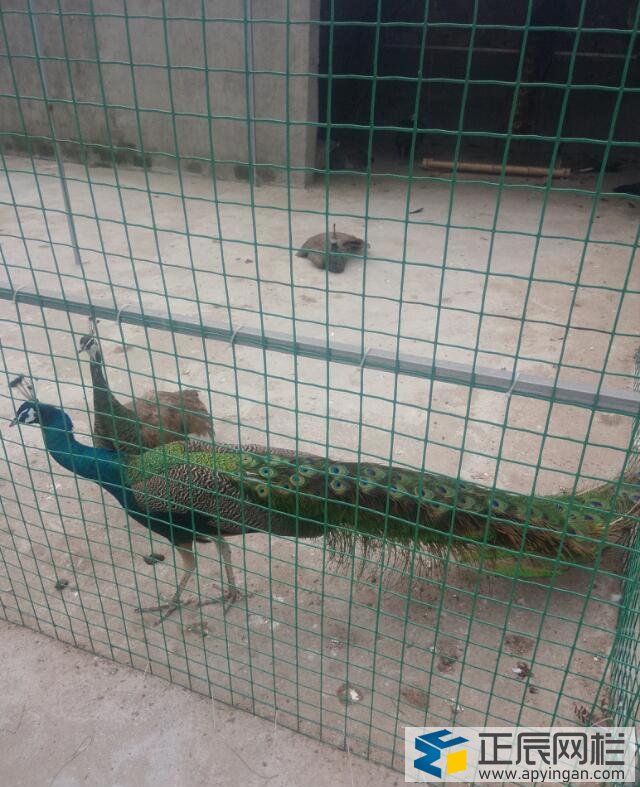 養(yǎng)殖護(hù)欄網(wǎng)