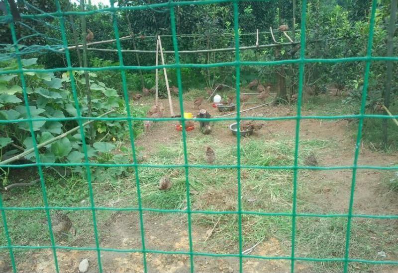 養雞網圍欄圖片