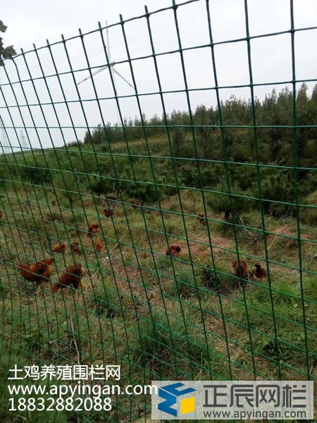 養雞網圍欄