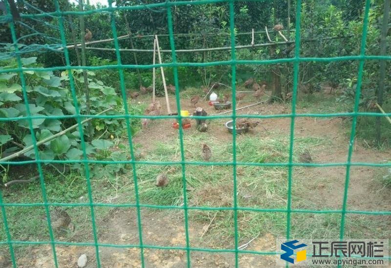 養雞圍網